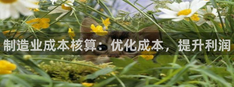 彩神ix是真的吗：制造业成本核算：优化成本，提升利润